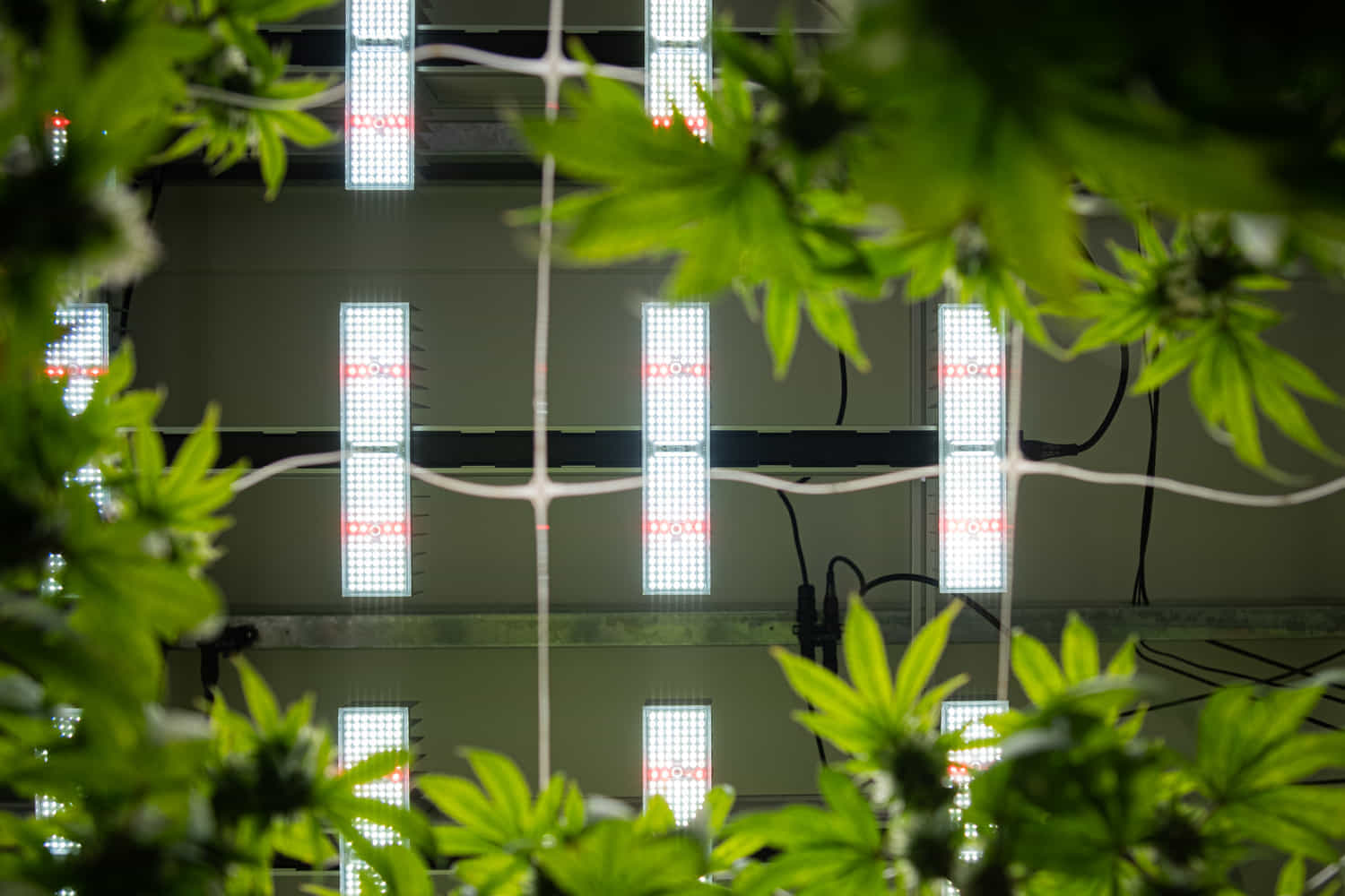 LED-Pflanzenbeleuchtung in einer Indoor-Aufzuchtanlage mit grünen Blättern im Vordergrund