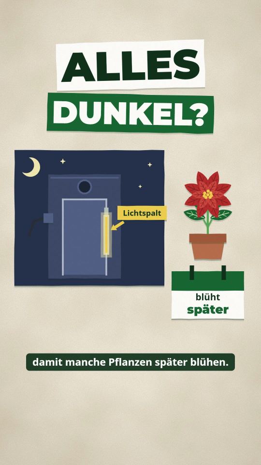 Ist dein Zelt lichtdicht? So machst du den Test im Dunkeln