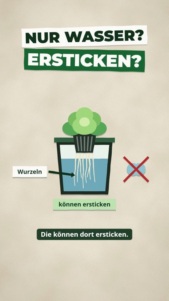 Warum Wurzeln im Wasser Luft brauchen: Luftpumpe und Sprudelstein